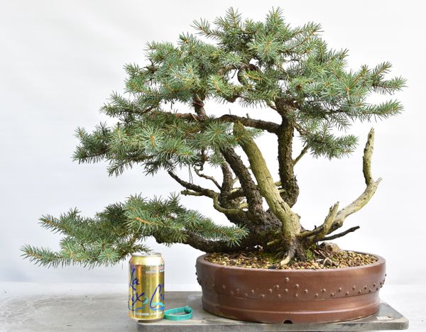 Blue Spruce Yamadori Bonsai 8287