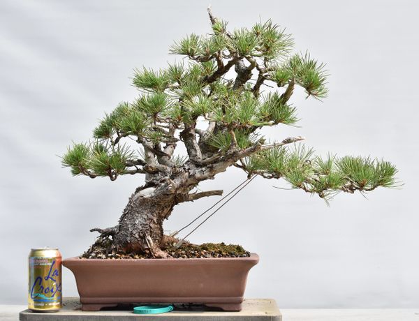 Limber Pine Yamadori Bonsai 7011