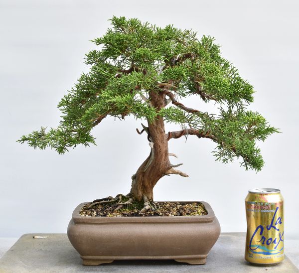 Itoigawa Shimpaku Juniper Bonsai 1618