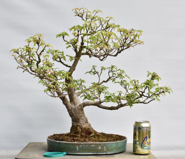 Trident Maple Bonsai 7009