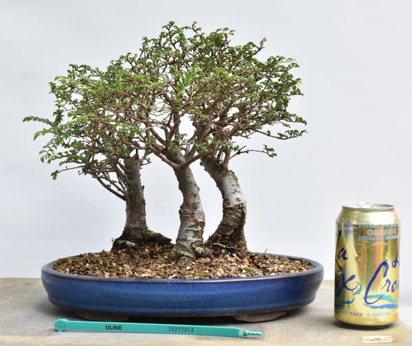 Chinese Elm 3 Tree Bonsai 7014