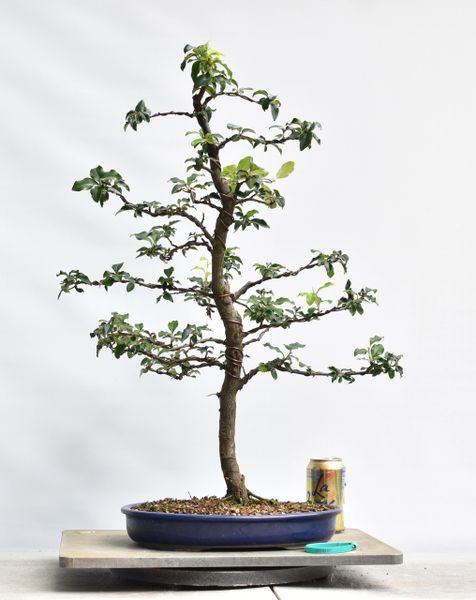 Chinese Quince Bonsai 8237