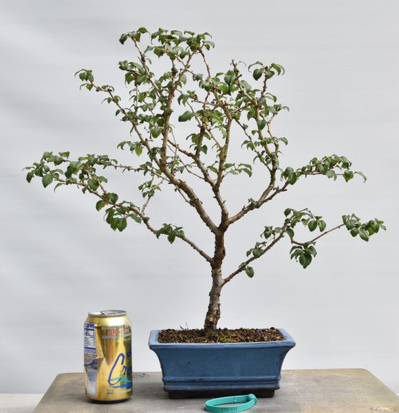 Cherry 'Kojo-No-Mai' Bonsai 1631