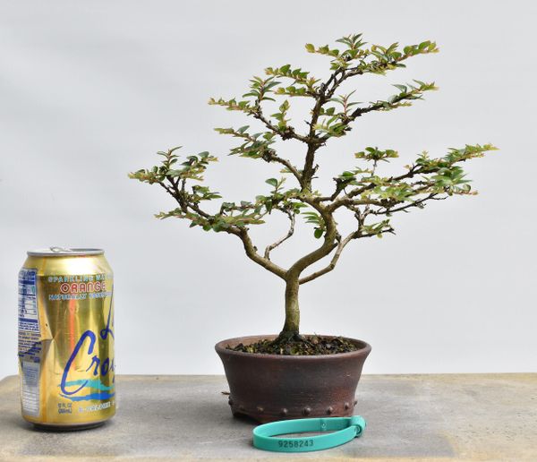 Dwarf Crape Myrtle Bonsai 8243