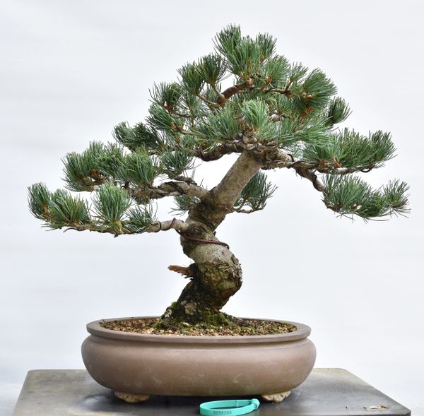 Imported Japanese White Pine Bonsai 8289