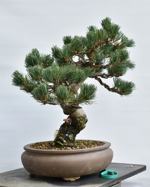 Imported Japanese White Pine Bonsai Bonsai Learning Center Store