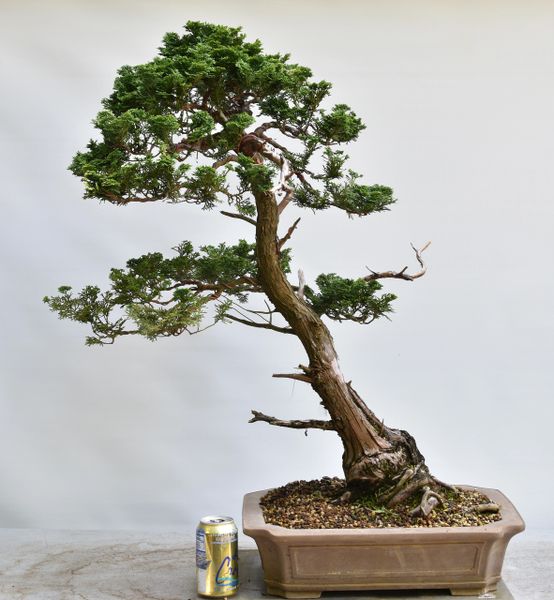 Hinoki Cypress Bonsai 7016