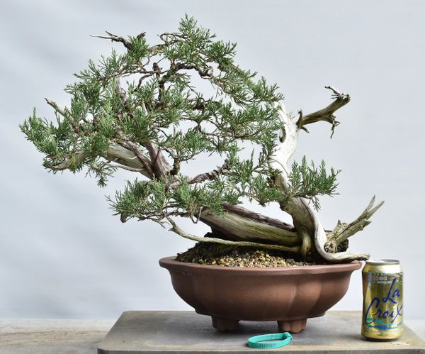 Rocky Mountain Juniper Yamadori Bonsai 7017