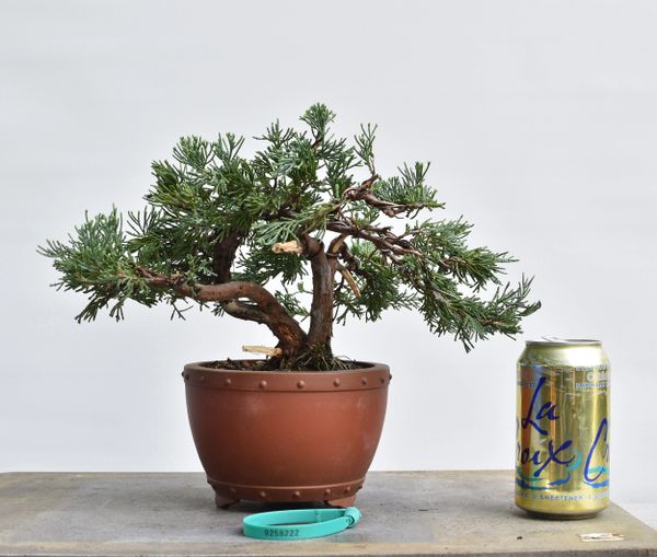 Blue Rug Juniper Bonsai 8222