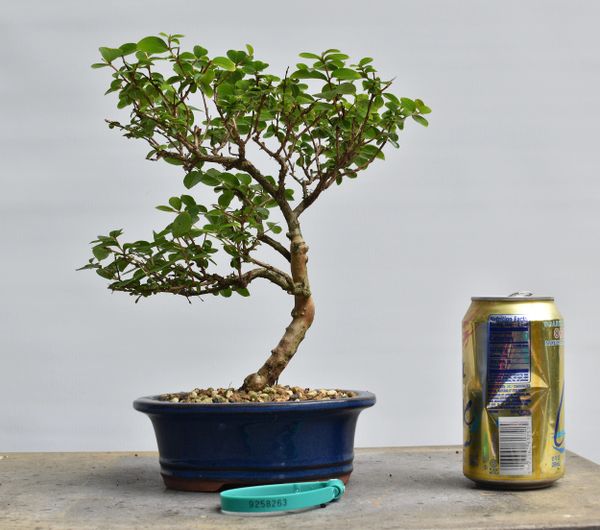 Crape Myrtle Bonsai 8263