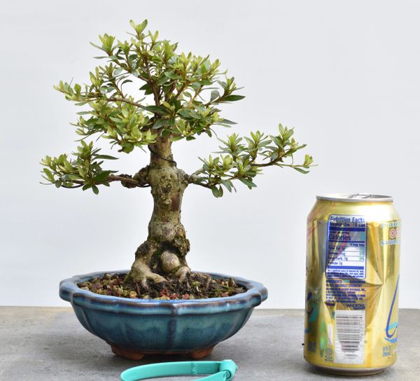 Satsuki Azalea Bonsai Japanese Import 8294