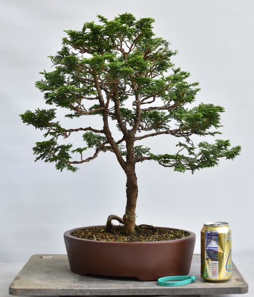 Hinoki Cypress Bonsai 8258