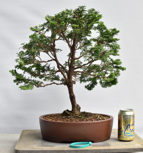 Hinoki Cypress Bonsai 8259