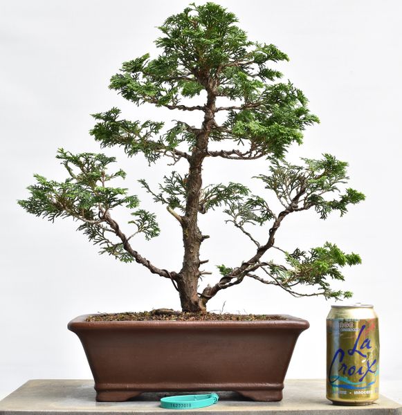 Hinoki Cypress Bonsai 7019