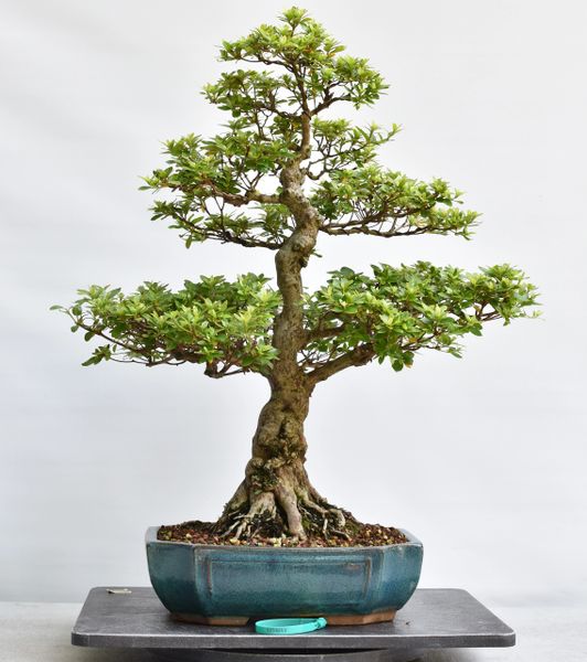 Satsuki Azalea Bonsai Var. Shiho-no-Tsuki Japanese Import 8253