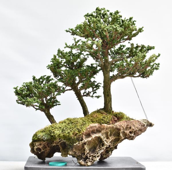 Sekka Hinoki on a Rock Bonsai 8239