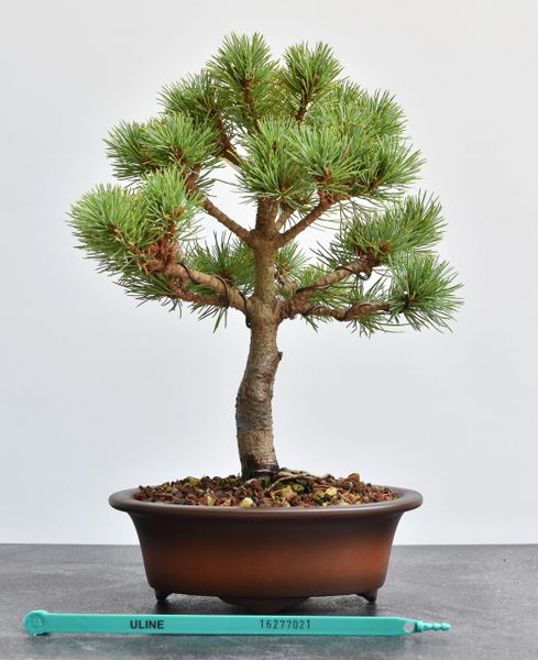 Japanese White Pine Bonsai Var Catherine Elizabeth 7021