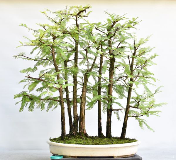 Dawn Redwood Forest Bonsai 7003