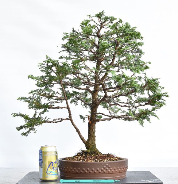 Hinoki Cypress Bonsai 7027