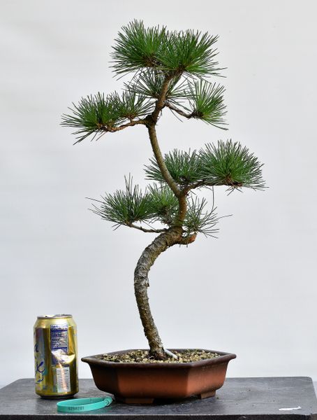 Black Pine Bonsai 8241