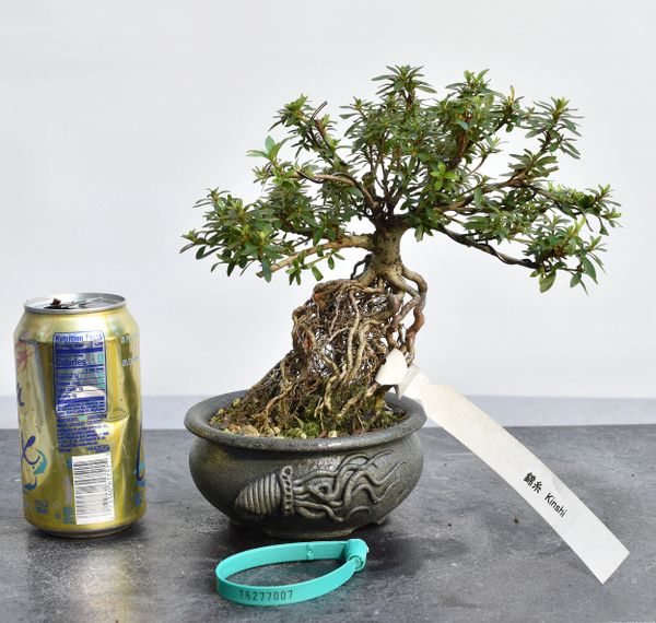 Satsuki Azalea Bonsai Japanese Import var Kinshi 7007