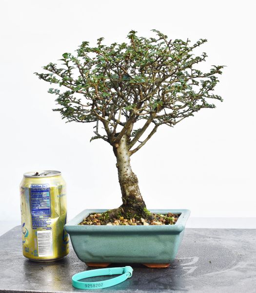 Chinese Elm Bonsai 8202