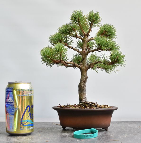 Japanese White Pine Bonsai Var Catherine Elizabeth 7021