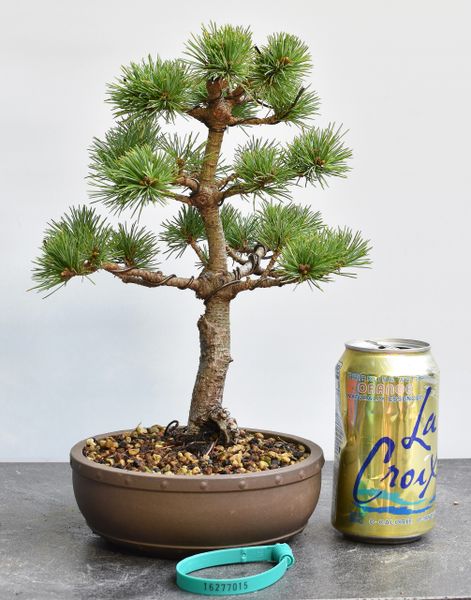 Japanese White Pine Bonsai Var Catherine Elizabeth 7015