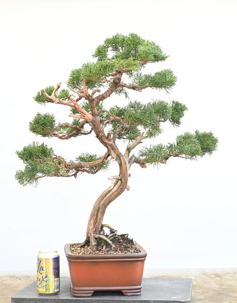 Shimpaku Juniper var Kishu Bonsai 7028