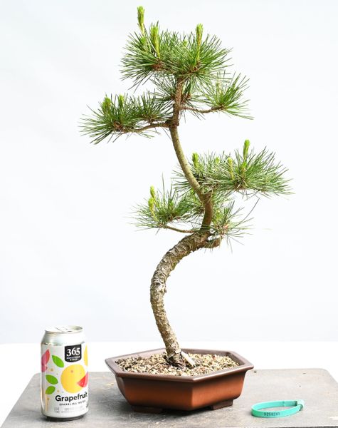 Black Pine Bonsai 8241