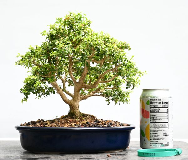 Little Leaf Boxwood Bonsai 7033