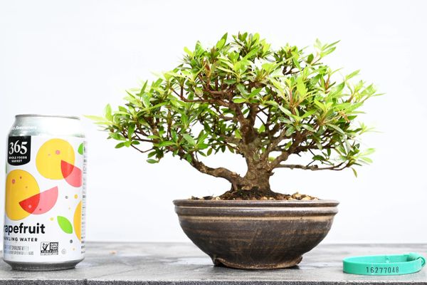 Satsuki Azalea var. chinzan Bonsai 7048