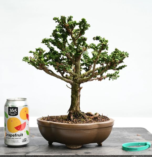 Sekka Hinoki Cypress Bonsai 7080