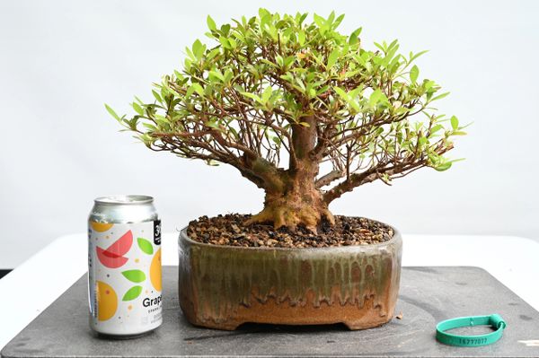 Satsuki Azalea var. Wakaebisu Bonsai 7077