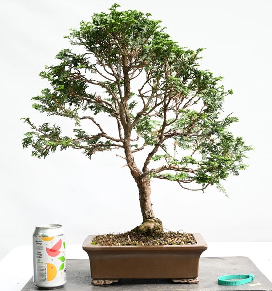 Hinoki Cypress Bonsai 7018