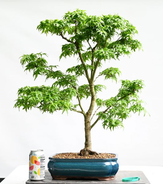 Japanese Maple var Sharps Pygmy Bonsai 8220