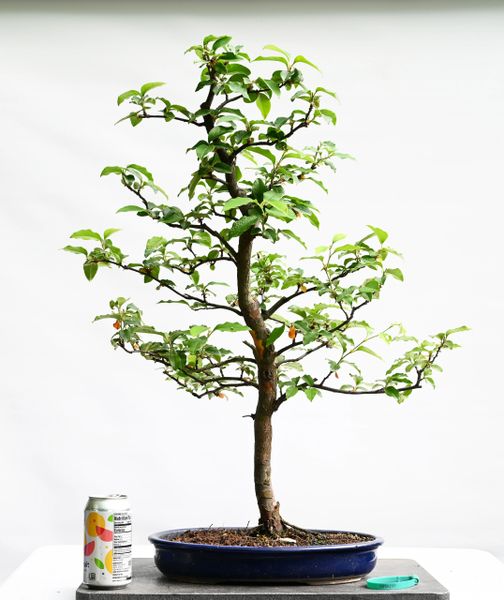 Chinese Quince Bonsai 8237