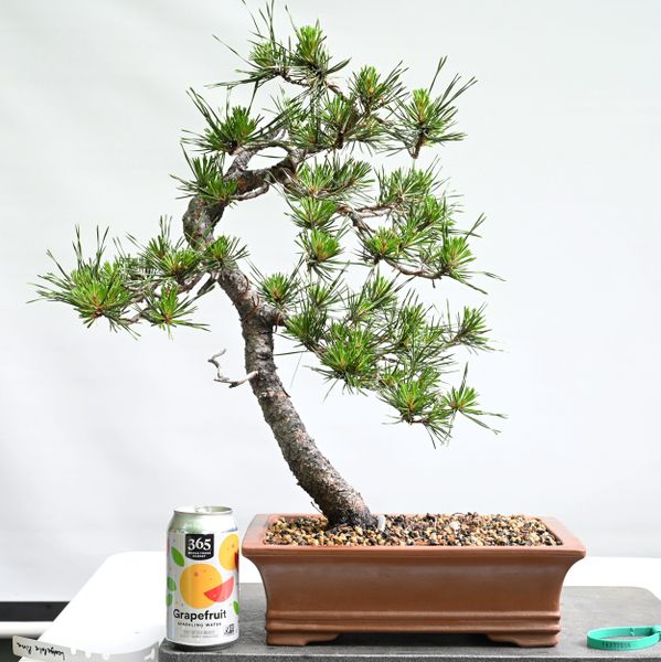 Lodgepole Pine Yamadori Bonsai 7055