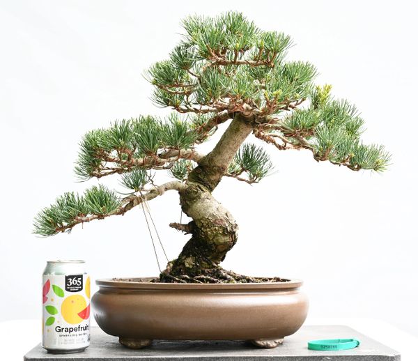 Imported Japanese White Pine Bonsai 8289