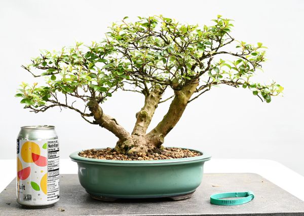 Crape Myrtle var. Pokomoke Bonsai 1637