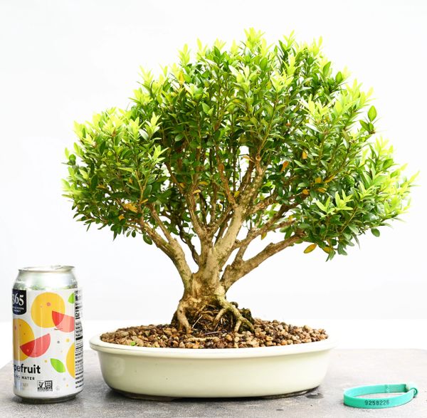 Boxwood Justin Brouwer 8226