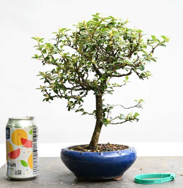 Cotoneaster Bonsai 8266