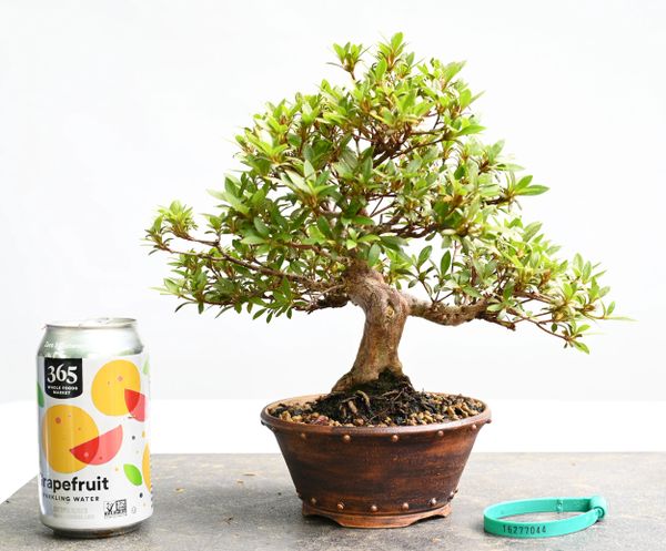 Satsuki Azalea Bonsai Japanese Import 7044