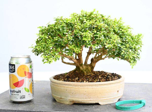 Little Leaf Boxwood Bonsai 7032