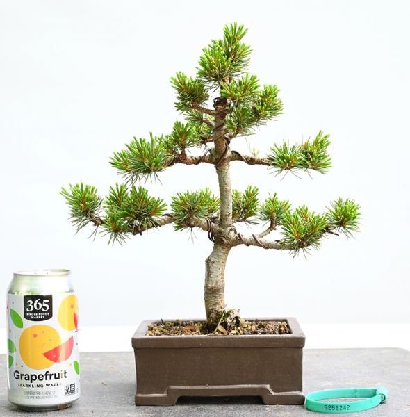 White Pine Var Catherine Elizabeth Bonsai 8242