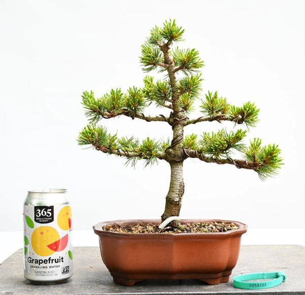 White Pine Var Catherine Elizabeth Bonsai 8244