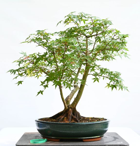 Japanese Maple Clump Bonsai