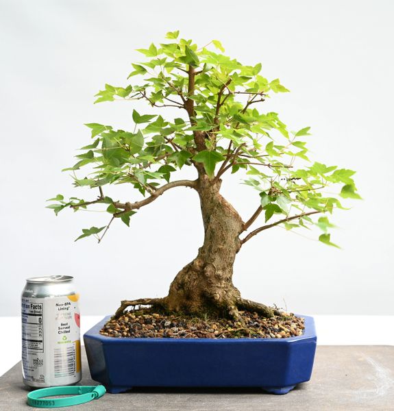 Trident Maple Bonsai 7053