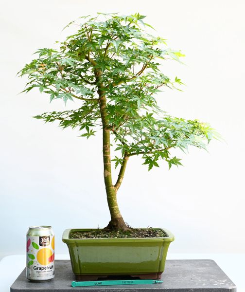 Japanese Maple Dwarf Select Bonsai 7094