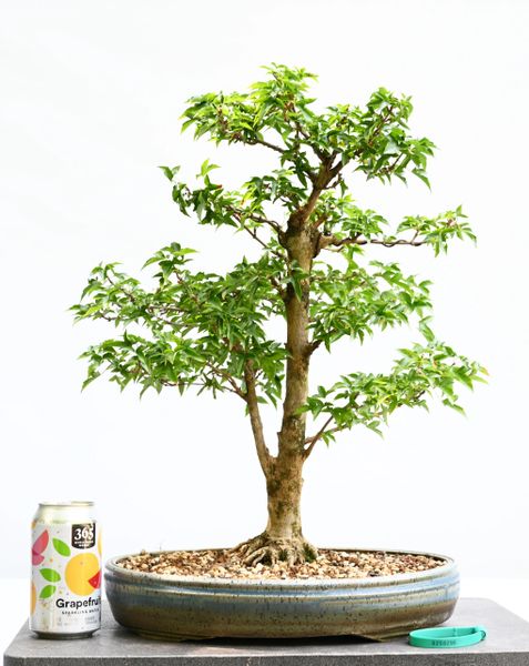 Trident Maple Bonsai 8296